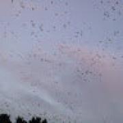 Avatar de AdamkabilRifi