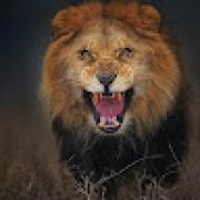 Avatar de gwendolinepeiro