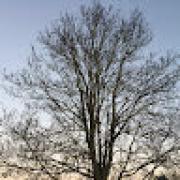 Avatar de AurelieNiobey