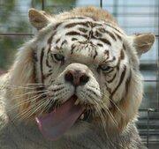 Avatar de grincheux