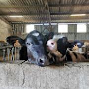 Avatar de GAECduBoisLact