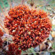 Avatar de FanetteBARRAL