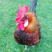 Avatar de bounihijeanbernard