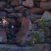 Avatar de Vincentmian