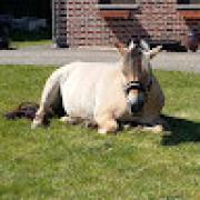 Avatar de sissigoffin