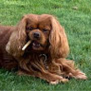 Avatar de PhilippeLuchini