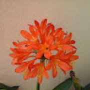 Avatar de ismailDabab