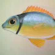 Avatar de PhilippePoulet1