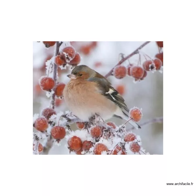 l'oiseau . Plan de 