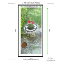 G-13 G&eacute;ranium 10000