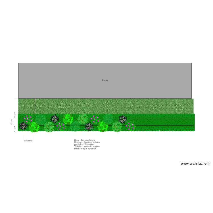 Haies taill&eacute;es. Plan de 